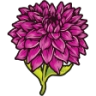 :Dahlia: